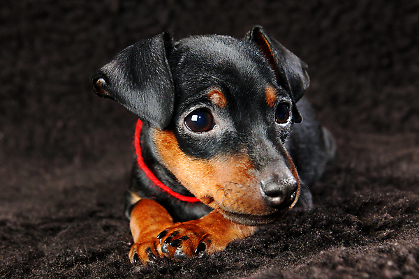 포토 JPG 해외이미지 동물 1 응시 여자 남자 포유류 친절 실내 사람없음 반려동물 검은색 봄 활발 미니어처 관찰 개 강아지 작음 만족 노려봄 송곳니 기르기 미니 유래 해외202004 해외포토 시선 계절 감정 컬러 컨셉 모션 표정 사람 내부 모형 치아 크기 돌봄 파일형식 이미지허브