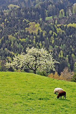 포토 JPG 해외이미지 나무 유럽 백그라운드 농업 산 독일 풍경 사람없음 초록색 농장 봄 양 사과 스위스 언덕 램 바이에른 해외202004 해외포토 식물 계절 나라 산업 컬러 과일 포유류 파일형식 이미지허브