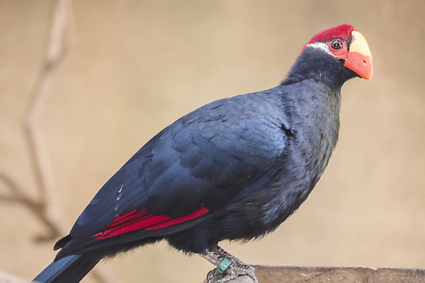 포토 JPG 해외이미지 동물 오렌지 아프리카 조류 왕관 사람없음 빨간색 빛 컬러풀 노란색 환경 보라색 검은색 나뭇가지 숲 수줍음 제비꽃 깃털 생태계 부리 광택 동물상 생태학 이마 그리너리 해외202004 해외포토 나무 교육 꽃 감정 나라 컬러 과일 조형물 파일형식 트랜드컬러 이미지허브