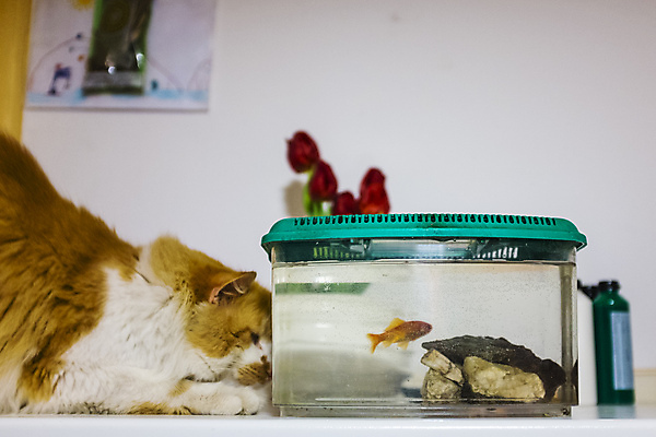 포토 JPG 해외이미지 동물 응시 컨셉 오렌지 자연 유리 놀이 표정 어류 앉기 사람없음 물 반려동물 고양이 기다림 사발 위험 큼 무서움 유혹 배고픔 호기심 금붕어 사냥 수족관 해외202004 해외포토 자연요소 시선 감정 과일 포유류 모션 재질 수중동물 사기그릇 크기 생태계 파일형식 이미지허브