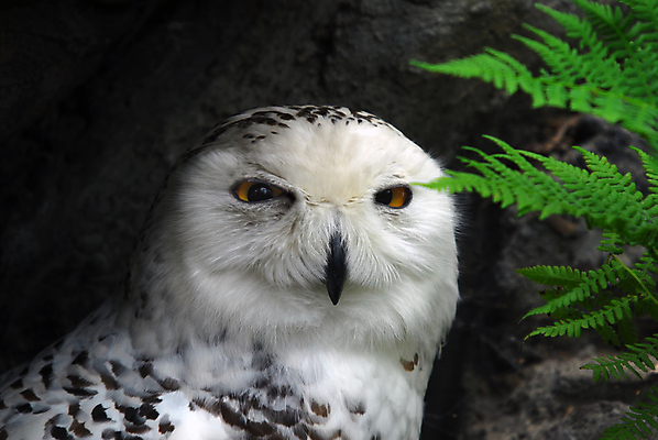 포토 JPG 해외이미지 동물 응시 야생동물 캐나다 자연 조류 요정 사람없음 초록색 흰색 신비 북극 깃털 부리 육식동물 부엉이 공상 북쪽 도예가 해외202004 해외포토 직업 시선 컬러 컨셉 북아메리카 극지방 방향 생태계 파일형식 이미지허브