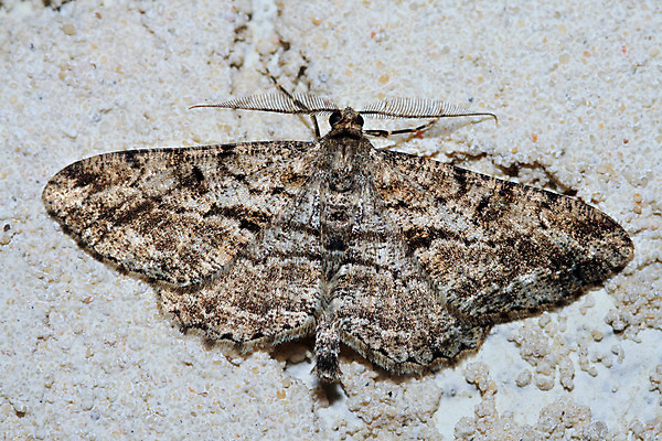 포토 JPG 해외이미지 식물 동물 응시 공원 꽃잎 꽃 유럽 야생동물 나비 곤충 잎 밭 날개 자연 안테나 사람없음 여름 컬러풀 노란색 정원 검은색 프랑스 그리기 닫기 벌레 섬광 해외202004 해외포토 시선 계절 공공시설 나라 컬러 농업 통신 모션 생태계 파일형식 이미지허브