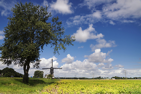 포토 JPG 해외이미지 나무 구름 밭 농업 사람없음 파란색 농작물 풍차 해외202004 해외포토 자연요소 식물 산업 컬러 파일형식 이미지허브