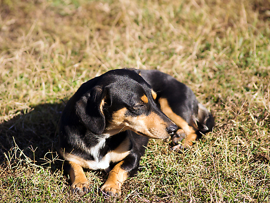 포토 JPG 해외이미지 동물 1 라이프스타일 응시 공원 남자 어린이 운동화 장난 포유류 관계 모션 하늘 사랑 서기 사람 잔디 사람없음 야외 가로 초록색 반려동물 달리기 햇빛 점프 활발 도시 기다림 선택 중앙 개 황소 주인 해외202004 해외포토 식물 시선 공공시설 감정 컬러 신발 컨셉 생활 태양 소 파일형식 이미지허브