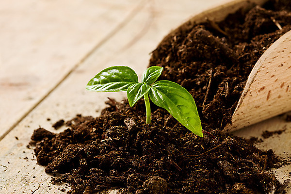 포토 JPG 해외이미지 식물 음식 재료 요리 사람없음 흙 이탈리아 아기 양념 맛 삽 허브 향신료 원예 향기 아로마 향 바질 심기 해외202004 해외포토 유럽 컨셉 모션 사람 취미 냄새 향미료 파일형식 이미지허브