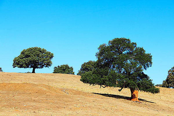 포토 JPG 해외이미지 나무 계절 유럽 여행 밭 자연 하늘 산 주택 파노라마 풍경 사람없음 야외 초록색 여름 파란색 빛 햇빛 마을 환경 계곡 침묵 바위 시골 스페인 숲 언덕 알프스 장면 해외202004 해외포토 식물 나라 컬러 농업 촬영기법 건물 태양 소리 돌_바위 생태계 파일형식 이미지허브
