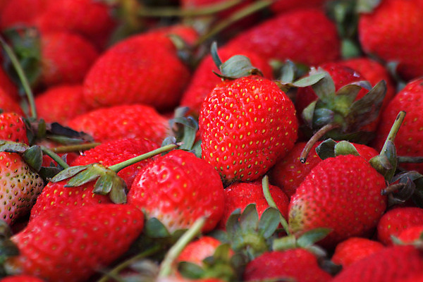 포토 JPG 해외이미지 과일 자연 딸기 건강 사람없음 가로 빨간색 농장 정원 사막 신선 맛 정상 먹기 유기농 원예 내추럴 해외202004 해외포토 웰빙 컬러 컨셉 농업 모션 취미 생태계 파일형식 이미지허브