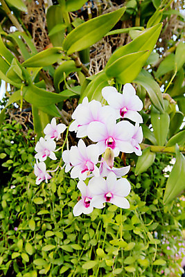 포토 JPG 해외이미지 식물 꽃잎 꽃 꽃다발 꽃무늬 사람없음 초록색 컬러풀 보라색 벚꽃 개화 난초 호접란 해외202004 해외포토 컬러 무늬 파일형식 이미지허브