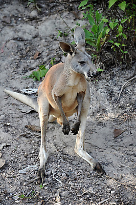 포토 JPG 해외이미지 동물 응시 공원 여자 야생동물 2 포유류 자연 하늘 엄마 생물 털 동물원 서기 풍경 사람없음 가로 빨간색 초록색 파란색 갈색 점프 회색 아기 호주 보호 숲 작음 꼬리 귀 캥거루 동물상 오지 전국 파우치 해외202004 해외포토 시선 공공시설 컬러 컨셉 가방 가족 모션 사람 신체부위 조형물 오세아니아 크기 생태계 파일형식 이미지허브