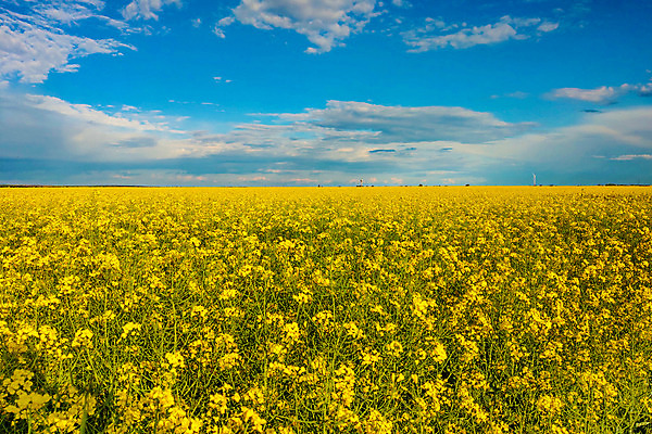 포토 JPG 해외이미지 나무 식물 꽃 하늘색 백그라운드 밭 농업 자연 하늘 풍경 사람없음 야외 여름 농작물 컬러풀 햇빛 태양 농경지 노란색 환경 맑음 봄 활발 벚꽃 유채 질감 아로마 천국 내추럴 땅바닥 밭일 생태학 카놀라 화창 수평선 해외202004 해외포토 자연요소 계절 교육 산업 컬러 컨셉 날씨 바닥 파란색 농장 생태계 파일형식 이미지허브