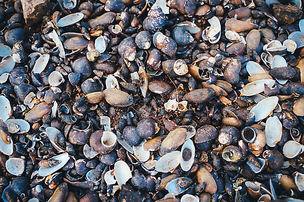 포토 JPG 해외이미지 동물 모래 바다 여행 백그라운드 패턴 태국 자연 벽지 휴가 조개 나선형 요리 동양인 사람없음 야외 물 껍질 죽음 산호 닫기 질감 해파리 내추럴 동물상 해외202004 해외포토 자연요소 아시아 무늬 모션 어패류 인종 조형물 자포동물 생태계 파일형식 이미지허브