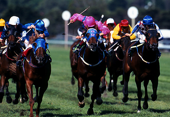 포토 JPG 해외이미지 동물 스포츠 포즈 사람없음 경쟁 레이싱 우승 끝 위험 채찍 해외202004 해외포토 컨셉 시합 최고 파일형식 이미지허브