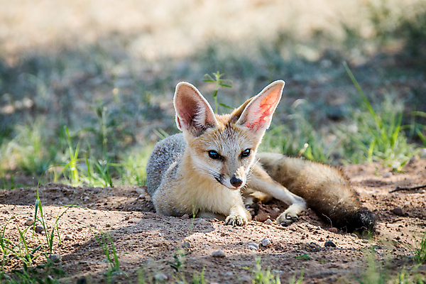 포토 JPG 해외이미지 동물 야생동물 여행 포유류 아프리카 자연 건조 국립공원 사람없음 야외 사막 황무지 보호 망토 사파리 귀 여우 육식동물 남쪽 내추럴 남아프리카 동물상 보츠와나 생태학 칼라하리 해외202004 해외포토 공원 교육 나라 컨셉 신체부위 조형물 방향 생태계 파일형식 이미지허브