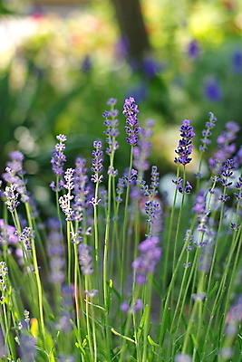 포토 JPG 해외이미지 식물 꽃 백그라운드 꽃무늬 밭 농업 자연 풍경 사람없음 초록색 여름 파란색 컬러풀 약 농장 정원 보라색 봄 벚꽃 시골 허브 제비꽃 향수 향기 냄새 아로마 라벤더 내추럴 해외202004 해외포토 계절 산업 컬러 무늬 의학 화장품 생태계 파일형식 이미지허브