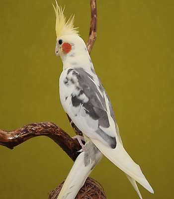 포토 JPG 해외이미지 동물 공원 얼굴 날개 자연 조류 주택 동물원 사람없음 빨간색 초록색 반려동물 컬러풀 노란색 검은색 회색 흰색 표현 숲 깃털 부리 앵무새 이국적 해외202004 해외포토 공공시설 컬러 건물 신체부위 생태계 파일형식 이미지허브