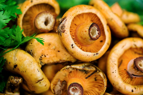 포토 JPG 해외이미지 식물 전통 계절 음식 백그라운드 패턴 다이어트 채소 오렌지 재료 건강 요리 서기 사람없음 쇼핑 갈색 세일 상점 버섯 우유 수확 가을 시골 신선 그룹 혈액 시장 맛 상품 유기농 생태계 날것 내추럴 곰팡이 식용 채식주의자 캡모자 비건 해외202004 해외포토 모자_잡화 웰빙 컬러 컨셉 무늬 농업 과일 모션 유제품 채식 파일형식 이미지허브