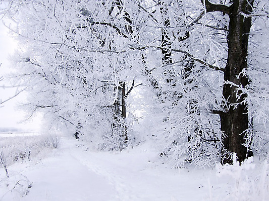 포토 JPG 해외이미지 나무 식물 크리스마스 겨울 자연 풍경 사람없음 얼음 침묵 흰색 나뭇가지 점 숲 서리 해외202004 해외포토 자연요소 계절 기념일 컬러 소리 생태계 파일형식 이미지허브