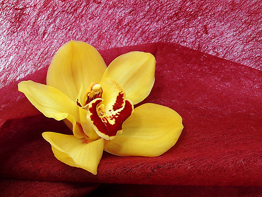 포토 JPG 해외이미지 식물 꽃잎 꽃 화초 줄기 꽃다발 백그라운드 꽃무늬 자연 동양인 사람없음 파란색 컬러풀 노란색 벚꽃 나뭇가지 개화 난초 열정 나방 내추럴 강렬 고립 단아함 이국적 해외202004 해외포토 나무 감정 컬러 곤충 무늬 인종 생태계 파일형식 이미지허브