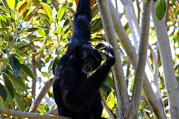 포토 JPG 해외이미지 나무 태국 털 앉기 사람없음 머리 검은색 오르기 유인원 말레이시아 해외202004 해외포토 식물 아시아 컬러 포유류 모션 신체부위 파일형식 이미지허브