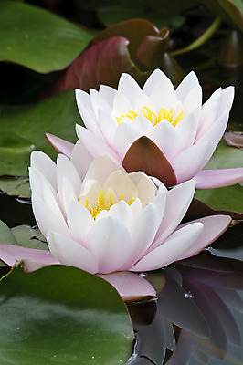 포토 JPG 해외이미지 식물 꽃잎 꽃 호수 분홍색 잎 자연 사람없음 빨간색 초록색 물 태양 노란색 환경 봄 흰색 연못 묘사 해외202004 해외포토 자연요소 계절 컬러 생태계 파일형식 이미지허브