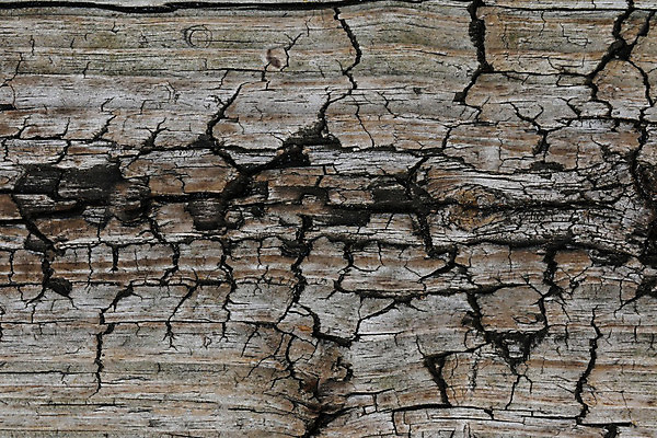 포토 JPG 해외이미지 나무 식물 디자인 벽 백그라운드 이동 패턴 자연 벽지 표면 날씨 추상 바닥 프레임 미술 사람없음 목재 장식 초록색 갈색 검은색 페인트 회색 수확 바위 흰색 시간 거친 묘사 고민 질감 복고 통나무 시멘트 내추럴 그런지 수목 썩음 옛날 콘크리트 스타일 해외202004 해외포토 감정 컬러 컨셉 무늬 농업 재료 문화예술 돌_바위 생태계 파일형식 이미지허브