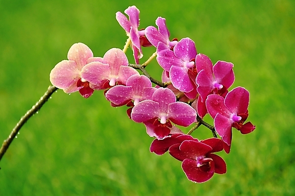 포토 JPG 해외이미지 식물 디자인 꽃잎 꽃 줄기 분홍색 꽃다발 백그라운드 잎 꽃무늬 자연 추상 선물 사람없음 장식 빨간색 초록색 정원 보라색 봄 벚꽃 흰색 나뭇가지 난초 우아함 싱글 심플 호접란 내추럴 고립 이국적 해외202004 해외포토 나무 계절 컬러 컨셉 무늬 생태계 파일형식 이미지허브