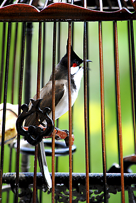 포토 JPG 해외이미지 동물 1 디자인 공원 아시아 야생동물 분홍색 백그라운드 가족 태국 자연 조류 미술 동양인 사람없음 야외 옆모습 장식 가로 빨간색 초록색 파란색 반려동물 컬러풀 갈색 노란색 검은색 중국 나뭇가지 표현 관찰 도시 보호 숲 감옥 심볼 새장 네팔 구식 옛날 전국 해외202004 해외포토 나무 공공시설 나라 뷰포인트 컬러 컨셉 관계 모션 문화예술 인종 생태계 케이지 파일형식 이미지허브