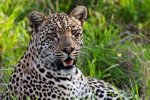 포토 JPG 해외이미지 나무 동물 응시 공원 얼굴 야생동물 스포츠 여행 포유류 아프리카 자연 수염 국립공원 사람없음 여행객 환경 고양이 나뭇가지 관찰 점 기다림 큼 검색 육식동물 표범 랜드마크 사바나 탄자니아 평야 해외202004 해외포토 멸종위기종 식물 시선 공공시설 나라 모션 사람 신체부위 반려동물 크기 생태계 파일형식 이미지허브