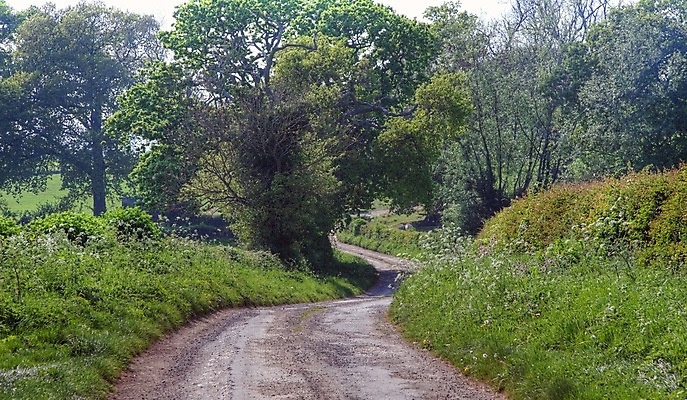 포토 JPG 해외이미지 식물 영어 유럽 길 여행 휴가 영국 잉글랜드 사람없음 울타리 봄 시골 해외202004 해외포토 문자 계절 나라 담장 파일형식 이미지허브