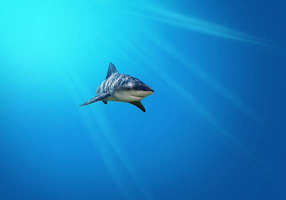 포토 JPG 해외이미지 동물 1 야생동물 바다 섬 백그라운드 태국 자연 따뜻함 이집트 어류 사람없음 옆모습 가로 빨간색 초록색 물 파란색 컬러풀 바닷속 수중 수영 흰색 부채 산호 거북이 위험 인도인 아래 가득함 다이빙 각도 상어 암초 수족관 길이 깊이 해외202004 해외포토 자연요소 외국인 아시아 뷰포인트 컬러 컨셉 파충류 아프리카 동양인 수중동물 수상스포츠 자포동물 방향 생태계 위치 수중스포츠 파일형식 이미지허브