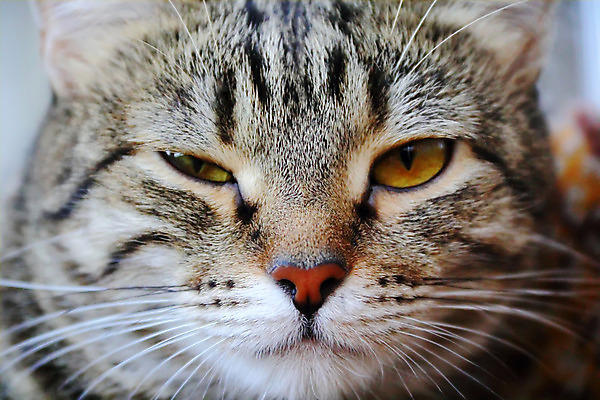 포토 JPG 해외이미지 동물 얼굴 포유류 수염 사람없음 반려동물 노란색 고양이 줄무늬 닫기 콧수염 해외202004 해외포토 컬러 무늬 모션 신체부위 파일형식 이미지허브