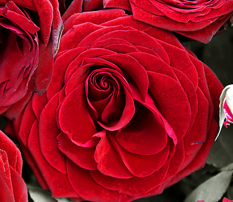 포토 JPG 해외이미지 식물 꽃잎 꽃 분홍색 꽃다발 자연 미술 사람없음 장식 장미 정원 벚꽃 개화 원예 내추럴 해외202004 해외포토 컬러 문화예술 취미 생태계 파일형식 이미지허브