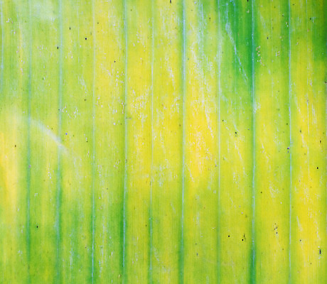 포토 JPG 해외이미지 모양 나무 식물 디자인 줄기 백그라운드 잎 패턴 자연 벽지 추상 바나나 손바닥 사람없음 초록색 컬러풀 노란색 정원 줄무늬 묘사 질감 내추럴 고립 떠남 해외202004 해외포토 손 컬러 무늬 과일 모션 생태계 파일형식 이미지허브