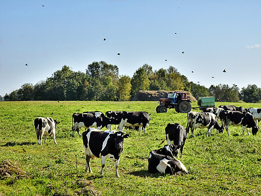 포토 JPG 해외이미지 밭 자연 조류 하늘 날씨 휴식 풍경 사람없음 초록색 여름 갈색 시골 소 숲 즐거움 먼지 생태학 해외202004 해외포토 동물 계절 교육 감정 컬러 컨셉 농업 포유류 생태계 파일형식 이미지허브