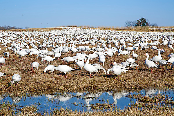포토 JPG 해외이미지 동물 야생동물 이동 겨울 밭 자연 조류 하늘 사람없음 야외 물 파란색 반사 봄 흰색 시골 그룹 우아함 군중 먹이 사냥 거위 물새 철새 수유 해외202004 해외포토 자연요소 계절 컬러 컨셉 농업 사람 생태계 파일형식 이미지허브