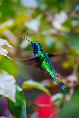 포토 JPG 해외이미지 동물 날개 모션 조류 사람없음 초록색 파란색 열대우림 깃털 속도 아마존 해외202004 해외포토 컬러 숲 파일형식 이미지허브