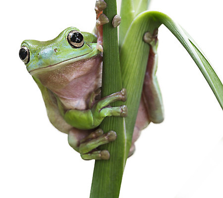 포토 JPG 해외이미지 나무 식물 동물 응시 야생동물 잎 자연 휴식 매달리기 개구리 양서류 사람없음 야외 가로 세로 초록색 컬러풀 환경 흰색 관찰 닫기 호주 보호 숲 작음 열대우림 수줍음 호기심 두꺼비 내추럴 고립 생태학 숨기 어려움 카피스페이스 해외202004 해외포토 시선 교육 감정 컬러 컨셉 모션 공백 오세아니아 크기 생태계 파일형식 이미지허브