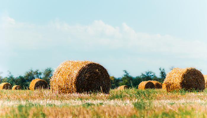 포토 JPG 해외이미지 나무 식물 구름 계절 백그라운드 밭 하늘 따뜻함 풍경 사람없음 초록색 파란색 농장 노란색 쌓기 가을 흰색 시골 원형 볏짚 우크라이나 해외202004 해외포토 자연요소 도형 유럽 컬러 농업 모션 짚 파일형식 이미지허브