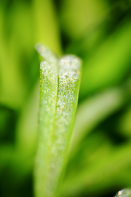 포토 JPG 해외이미지 식물 줄기 백그라운드 잎 자연 표면 아침 잔디 사람없음 야외 장식 초록색 물 빛 강 햇빛 반사 일출 환경 정원 젖음 성장 물방울 신선 원형 액체 이슬 빗방울 순수 질감 여의주 해외202004 해외포토 주간 자연요소 도형 컬러 컨셉 태양 노을 비_날씨 생태계 파일형식 이미지허브