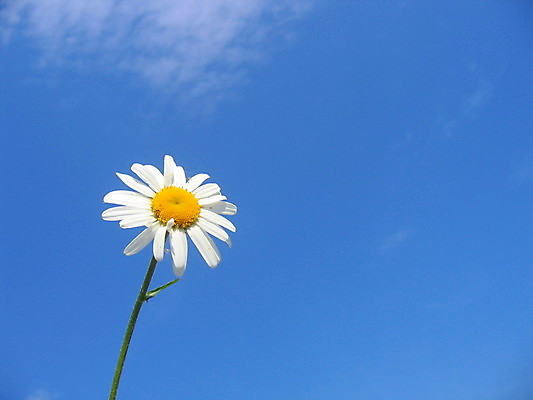 포토 JPG 해외이미지 나무 꽃 잎 사람없음 초록색 여름 봄 게 바위 흰색 하트 아스팔트 나무껍질 해외202004 해외포토 모양 식물 계절 도로 컬러 갑각류 껍질 돌_바위 파일형식 이미지허브