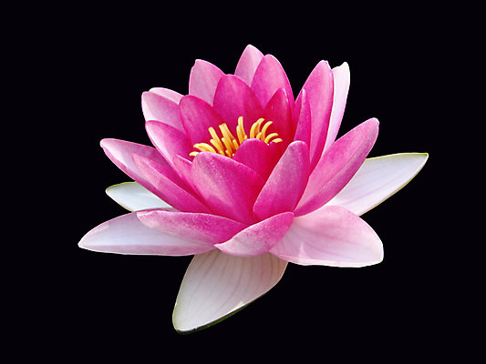 포토 JPG 해외이미지 식물 꽃잎 꽃 호수 선 분홍색 백그라운드 잎 꽃무늬 자연 표면 휴식 사람없음 야외 초록색 물 빛 반사 정원 침묵 고요 봄 벚꽃 흰색 연못 신선 개화 우아함 정상 싱글 내추럴 이국적 해외202004 해외포토 자연요소 계절 컬러 컨셉 무늬 소리 생태계 파일형식 이미지허브