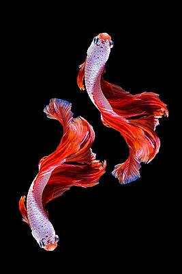 포토 JPG 해외이미지 동물 드레스 포즈 백그라운드 이동 모션 자연 추상 어류 미술 사람없음 물 파란색 반려동물 컬러풀 우주 검은색 수영 희망 힘 흰색 고급 우아함 눈금 생물학 꼬리 싸움 지느러미 수족관 강렬 고립 공격적 이국적 해외202004 해외포토 자연요소 옷 교육 감정 컬러 컨셉 무늬 문화예술 수중동물 수상스포츠 생태계 파일형식 이미지허브