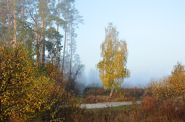 포토 JPG 해외이미지 나무 계절 실루엣 여행 백그라운드 자연 하늘 아침 산 풍경 사람없음 야외 목재 여름 마을 봄 산책 안개 시골 숲 언덕 해외202004 해외포토 주간 식물 재료 날씨 휴식 촬영기법 생태계 파일형식 이미지허브