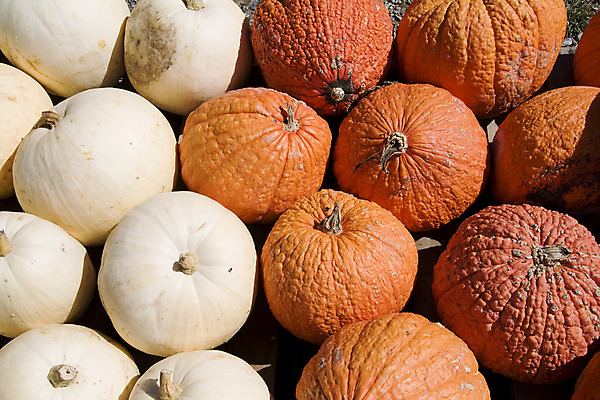 포토 JPG 해외이미지 계절 줄기 백그라운드 채소 오렌지 호박 휴가 사람없음 장식 컬러풀 축제 할로윈 수확 가을 흰색 모음 많음 해외202004 해외포토 식물 컬러 컨셉 농업 과일 한글 파일형식 이미지허브