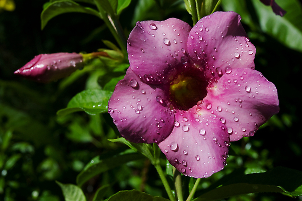 포토 JPG 해외이미지 식물 디자인 꽃 아시아 줄기 분홍색 백그라운드 잎 꽃무늬 태국 자연 사람없음 초록색 물 햇빛 정원 보라색 벚꽃 종 물방울 신선 개화 이슬 빗방울 순수 향기 트럼펫 부드러움 포도나무 내추럴 엘리먼트 해외202004 해외포토 자연요소 나라 컬러 컨셉 무늬 태양 감각 비_날씨 과일나무 금관악기 생태계 냄새 파일형식 이미지허브