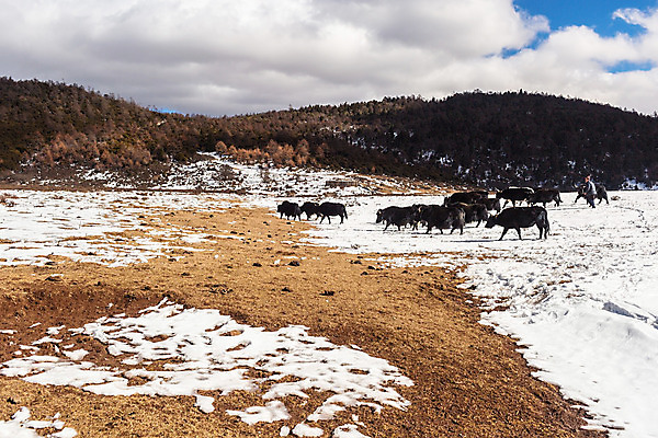 포토 JPG 해외이미지 동물 아시아 여행 산 풍경 사람없음 관광지 중국 소 내추럴 해외202004 해외포토 나라 포유류 파일형식 이미지허브