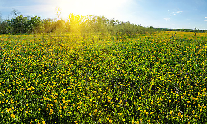 포토 JPG 해외이미지 나무 식물 구름 계절 꽃 지구 밭 농업 자연 하늘 풍경 잔디 사람없음 야외 초록색 여름 파란색 햇빛 농장 노란색 봄 벚꽃 시골 민들레 땅 각도 장면 넘어짐 수평선 해외202004 해외포토 자연요소 산업 컬러 모션 태양 생태계 파일형식 이미지허브