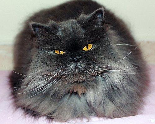 포토 JPG 해외이미지 동물 척추동물 1 응시 얼굴 백그라운드 포유류 자연 생물 털 실내 사람 앉기 사람없음 반려동물 갈색 노란색 우주 검은색 고양이 금지 흰색 작음 모피 자르기 가득함 정사각형 슛 솜털 고립 기르기 테마 해외202004 해외포토 도형 시선 컬러 모션 내부 신체부위 크기 생태계 돌봄 파일형식 이미지허브