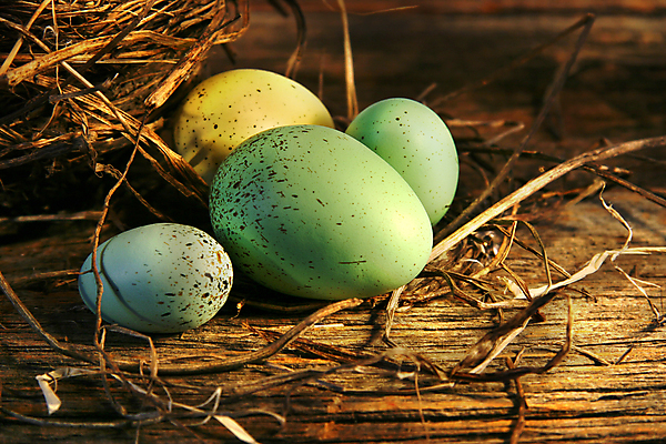 포토 JPG 해외이미지 전통 계절 분홍색 패턴 자연 휴가 부활절 사람없음 야외 목재 장식 초록색 물 컬러풀 노란색 정원 흙 봄 껍질 흰색 점 얼룩 그리기 심볼 주근깨 수공예 외양간 취급주의 홈메이드 수평선 해외202004 해외포토 자연요소 나무 기념일 컬러 무늬 재료 모션 경고 공예 생태계 만들기 파일형식 이미지허브