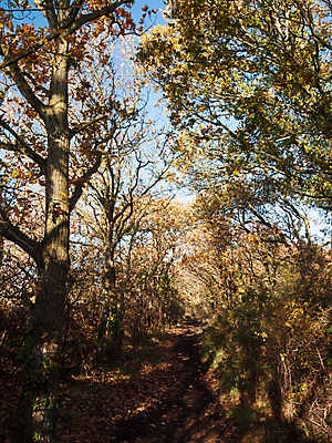 포토 JPG 해외이미지 나무 식물 계절 공원 백그라운드 잎 오렌지 자연 하늘 풍경 사람없음 야외 목재 빨간색 초록색 파란색 빛 컬러풀 태양 갈색 노란색 환경 일몰 가을 나뭇가지 시골 황금 숲 장면 10월 내추럴 해외202004 해외포토 자연요소 공공시설 컬러 과일 재료 노을 날짜 생태계 파일형식 이미지허브